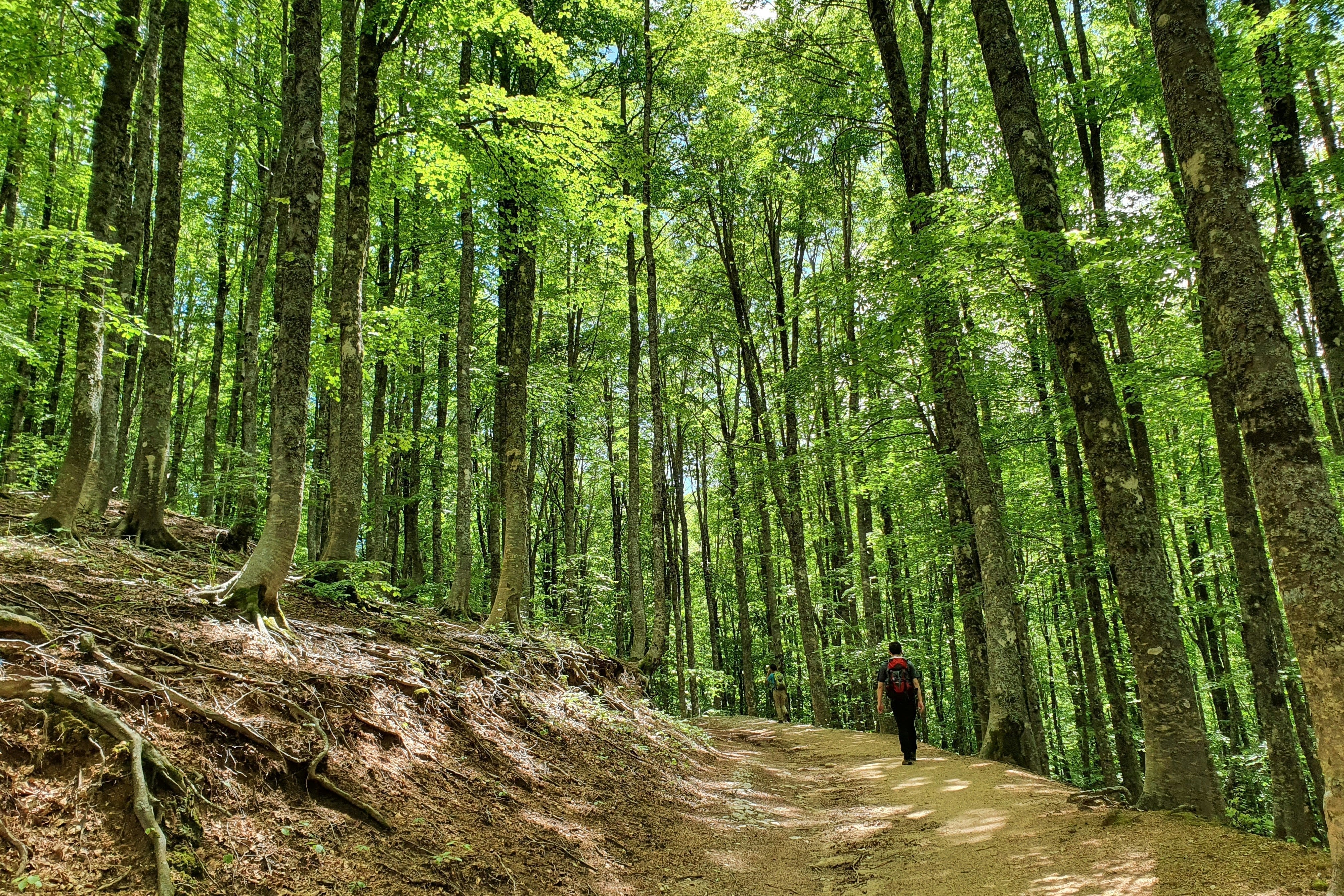 Randonneur de dos sur un sentier en forêt