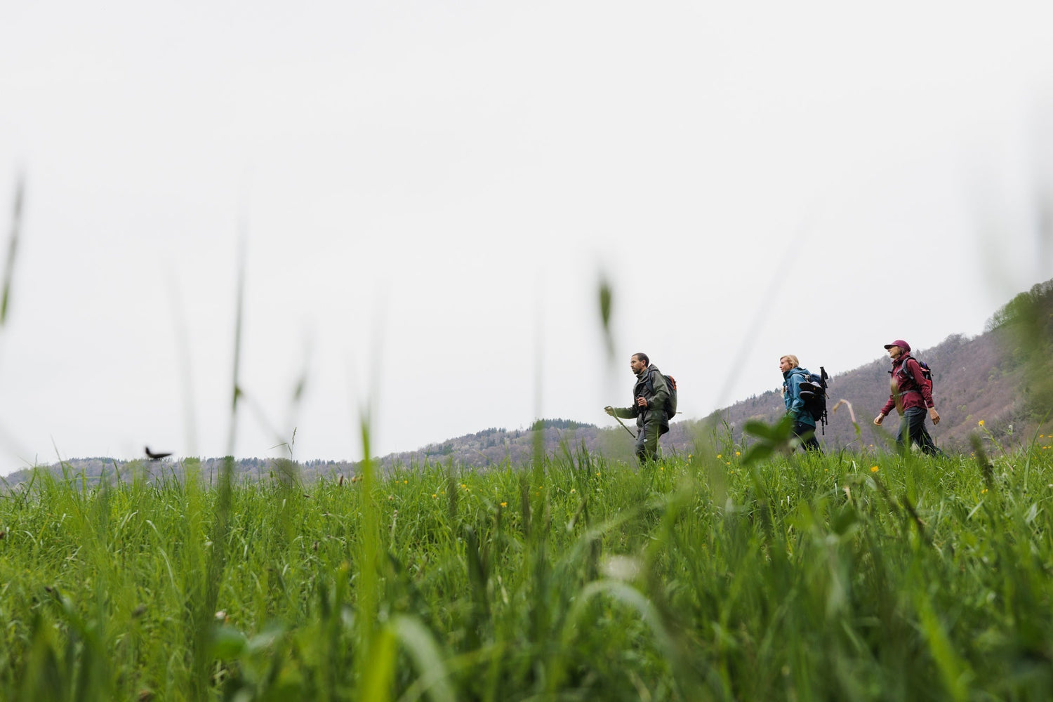 3 randonneurs dans un champ d'herbes au printemps