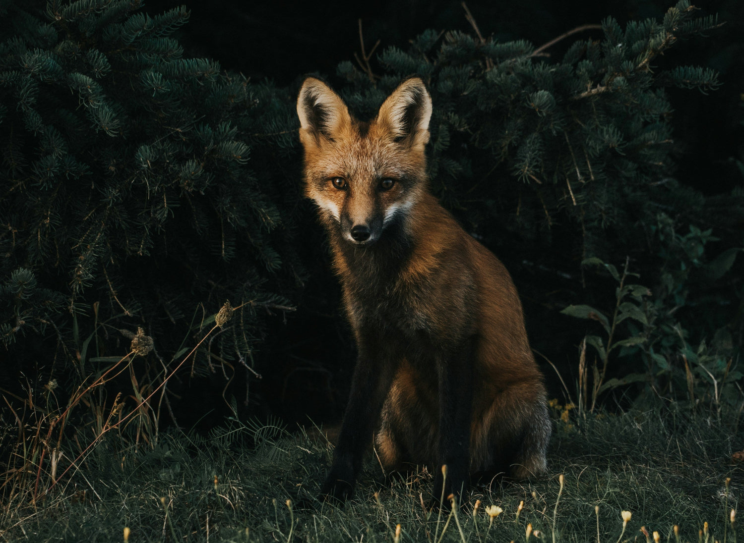Renard dans la forêt